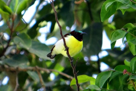 Male endemic bird