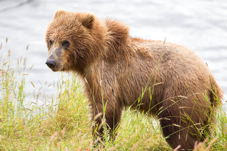 Kodiak brown bear-1