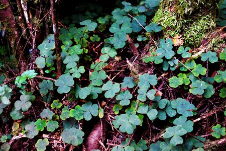 Leaf plant luck