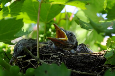 Cub nest wildlife photo