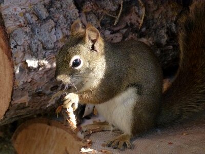 Nature wildlife cute