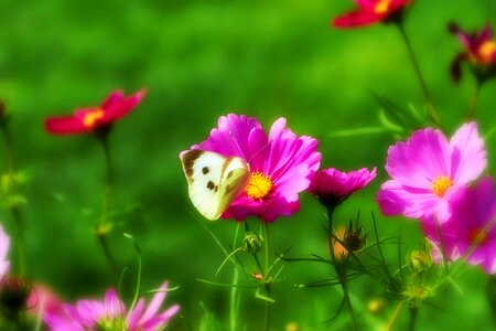 Animal beautiful beautiful flowers