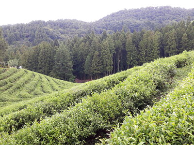 Boseong Green Tea Fields