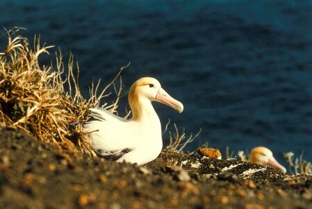 Albatross nest photo