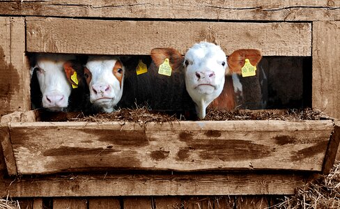 Calf calves cheekily