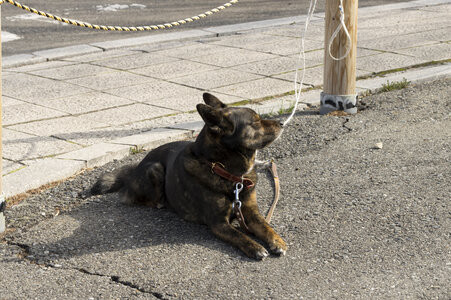5 Dog