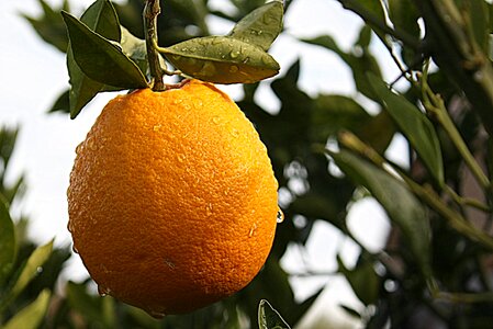 Citrus fruit fruit juicy