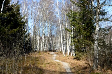 Birch branch environment photo