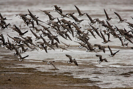 Flock of Birds photo