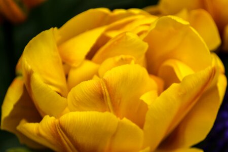 Yellow Tulip photo