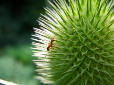 Insect animal nature