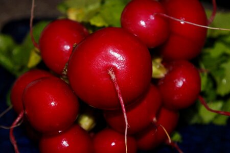 Raphanus sativus var sativus garden red
