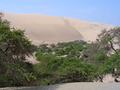 Oasis sand trees