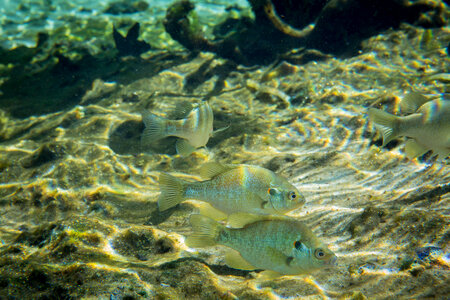 Redear sunfish