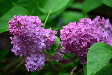 Spring pink nature