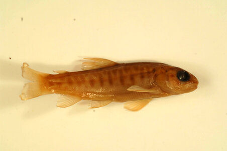 Salmo trutta-1