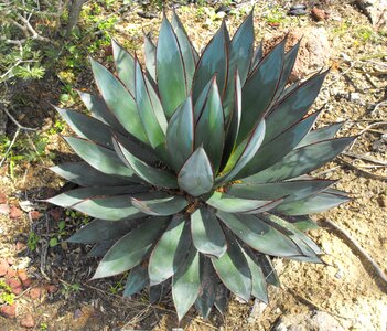 Rosette succulent plant photo