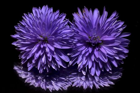 Aster flower purple