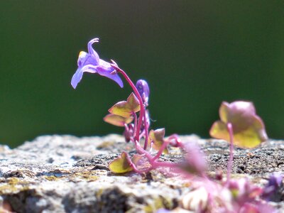 Blue violet purple