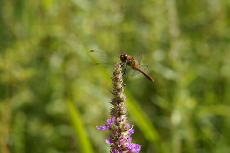 Animal arthropod beautiful flowers