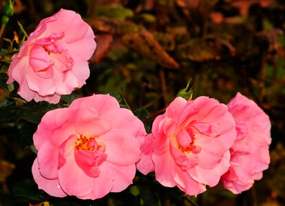 Pink late summer garden photo