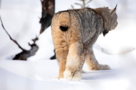 Female lynx heads back to the forest
