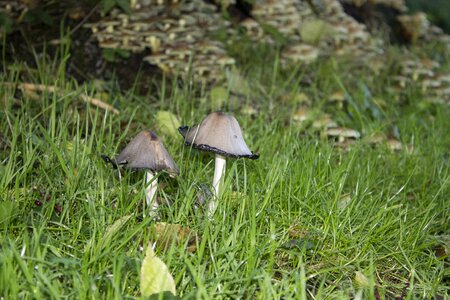 Mushrooms nature grass photo