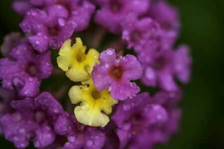 Purple and Yellow Flowers with water drops on them photo
