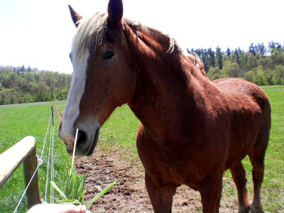 Horse on a ranch photo