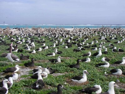 Albatross photo