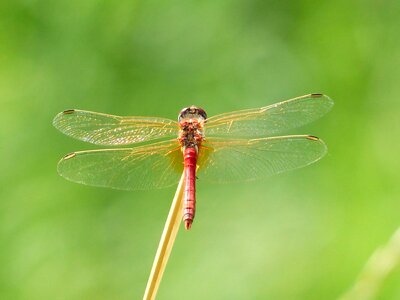 Animal arthropod beautiful image