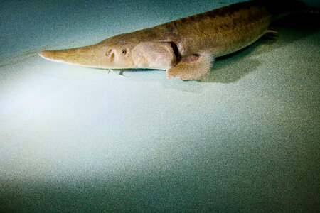 Pallid sturgeon-1