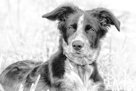 Dog portrait animal border collie photo