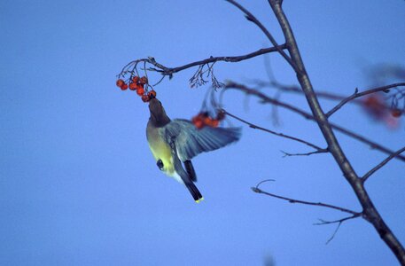 Berries bird Bombycilla cedrorum