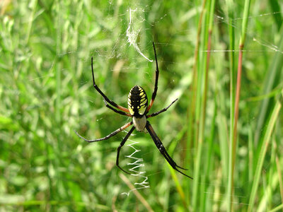 Garden spider at Neal Smith National Wildlife Refuge photo