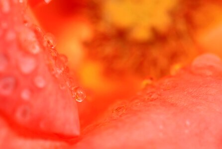 Beautiful beautiful flowers biology