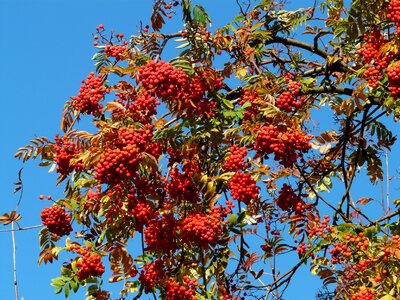 Sorbus aucuparia pyrus aucuparia deciduous tree photo