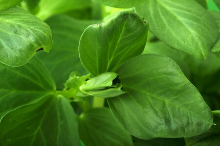 Fresh green growing photo