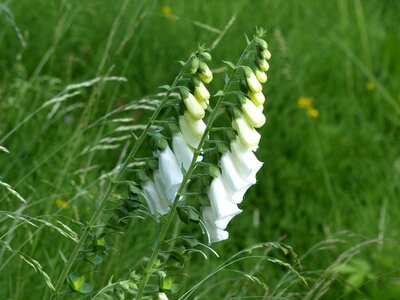 Flower garden blossom photo