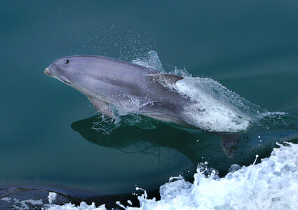 Dolphin Jumping out of the Water photo