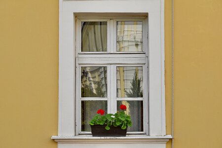 Facade flowerpot window photo