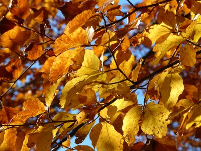 Leaves colorful color photo