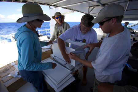 Nihoa Millerbird Translocation-2