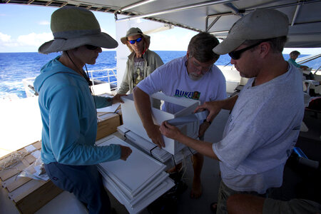 Nihoa Millerbird Translocation-2 photo