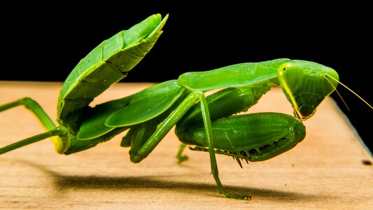 Fishing locust green close up photo