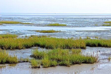 Coast beach grass