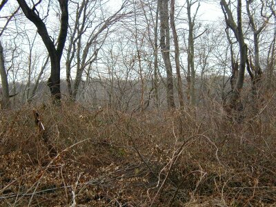Leaves trees underbrush