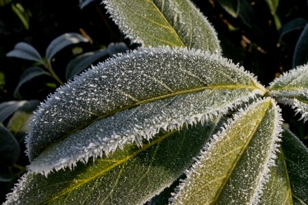 Eiskristalle leaves winter photo
