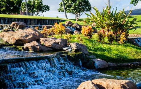 Tropical water pond
