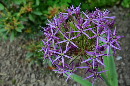 Leek star pattern photo